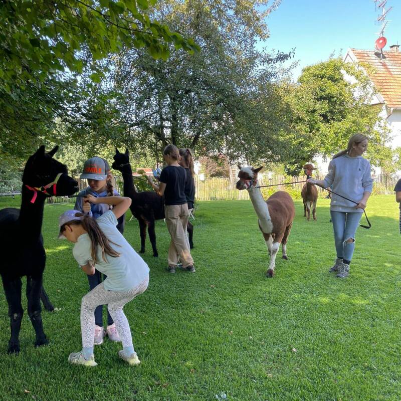 Ferienprogramm Alpakas